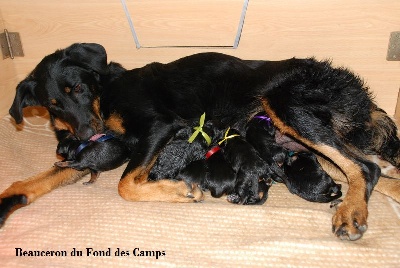 du Fond des Camps - 9 petits Beauceron d'Harèze et Udson