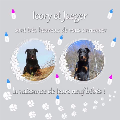 du Fond des Camps - Les chiots d'Icory et Jaeger du Murier de Sordeille