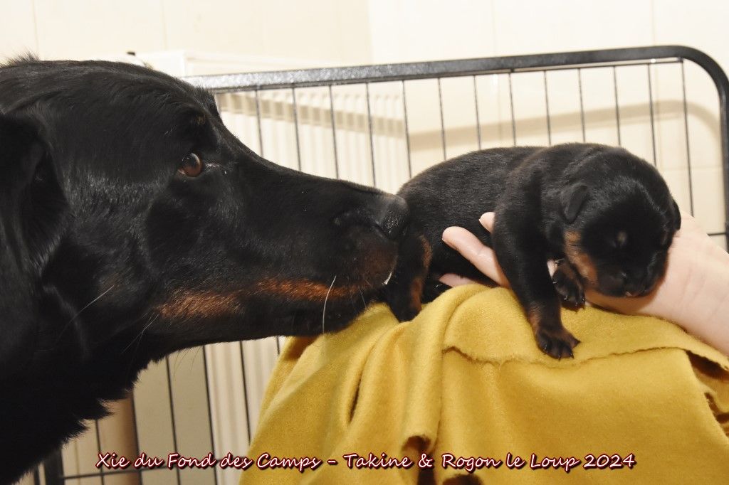 chiot Berger de Beauce du Fond des Camps