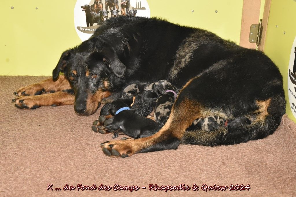 chiot Berger de Beauce du Fond des Camps