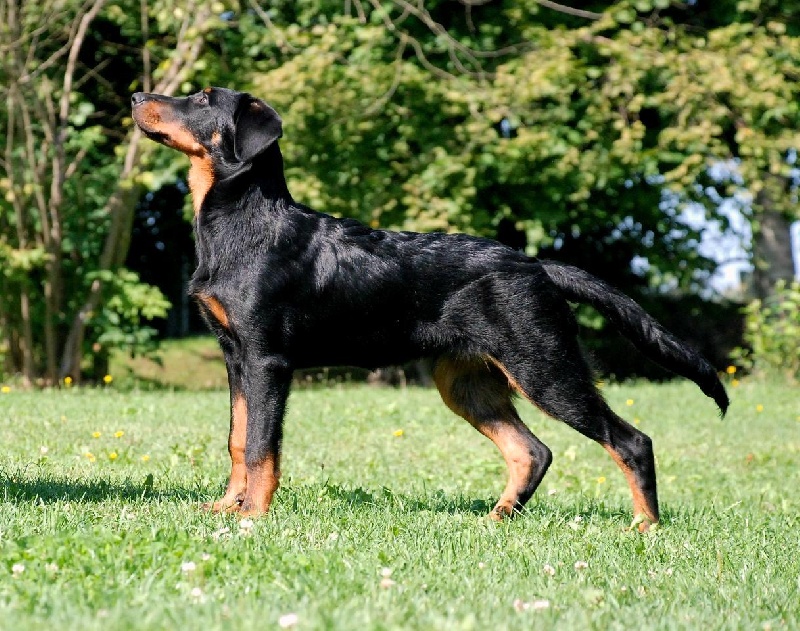 Jazz du Fond des Camps