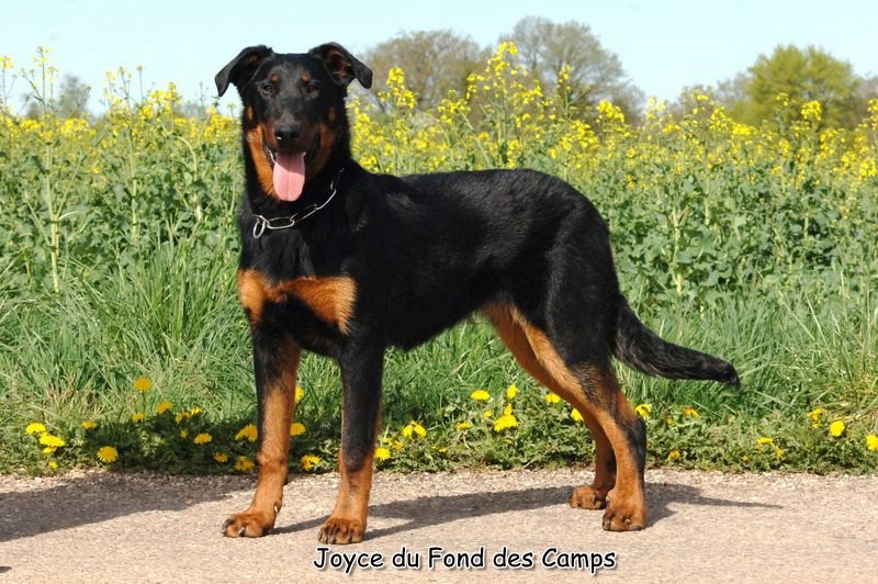 Joyce du Fond des Camps