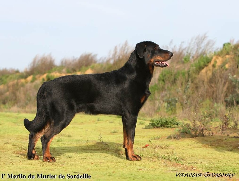 CH. I' merlin du Murier de Sordeille