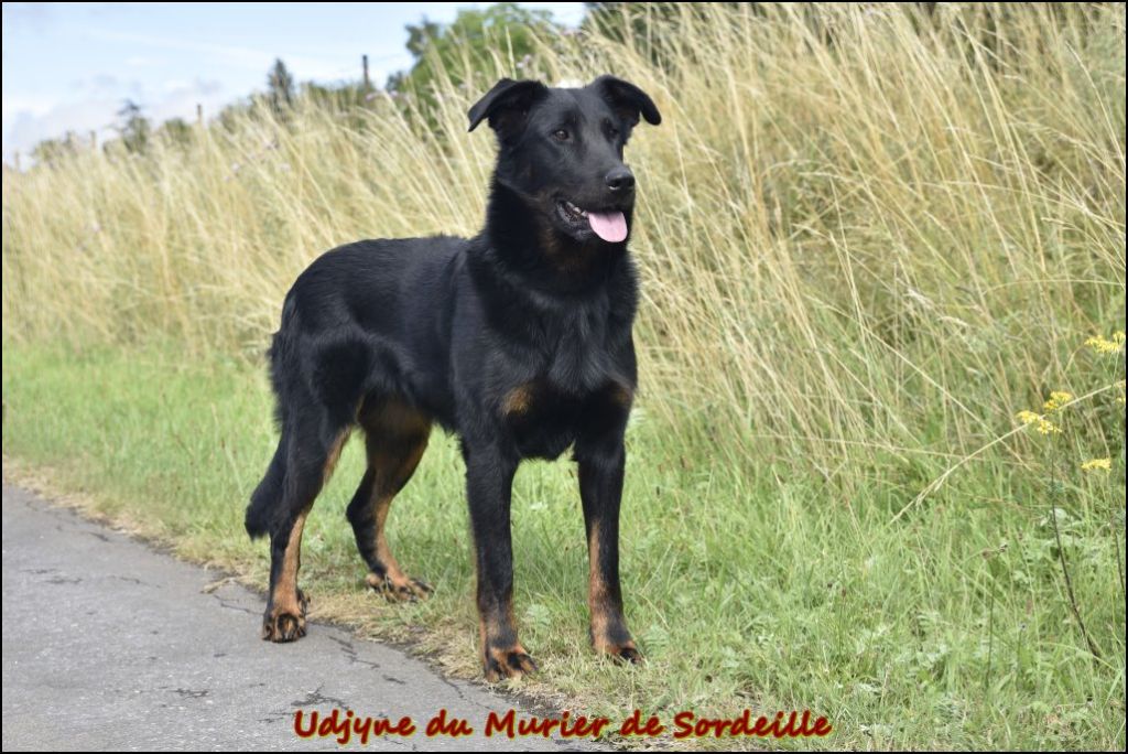 Udjyne du Murier de Sordeille