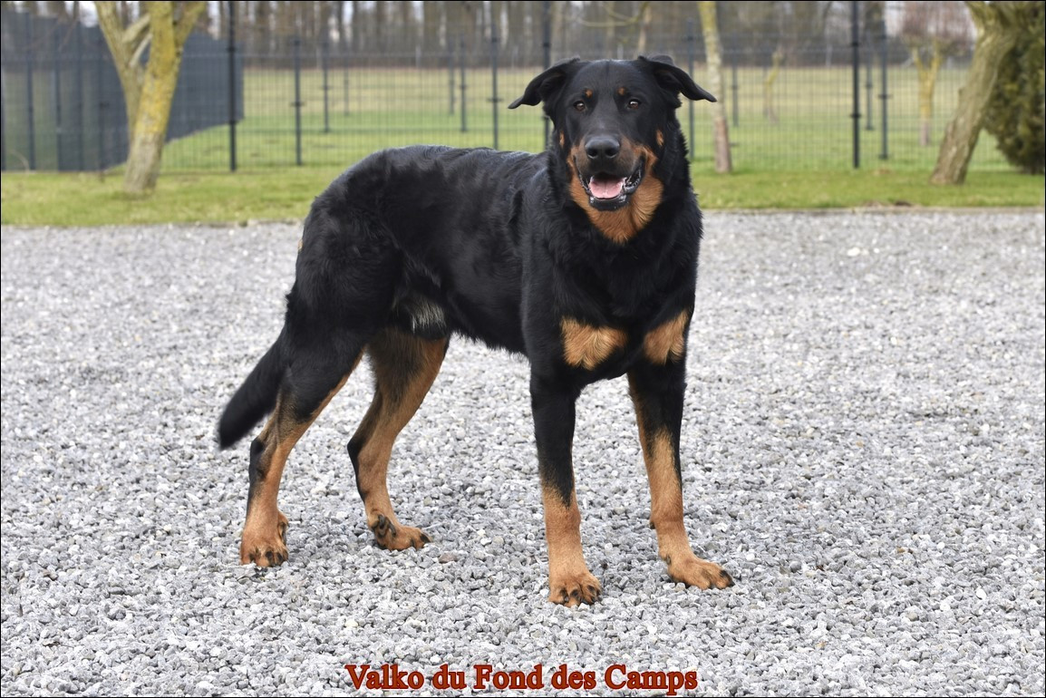 Valko du Fond des Camps